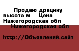 Продаю драцнну высота2м. › Цена ­ 2 000 - Нижегородская обл.  »    . Нижегородская обл.